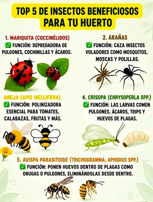 insectos, beneficos