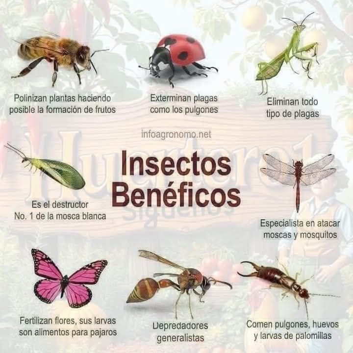 insectos, beneficos