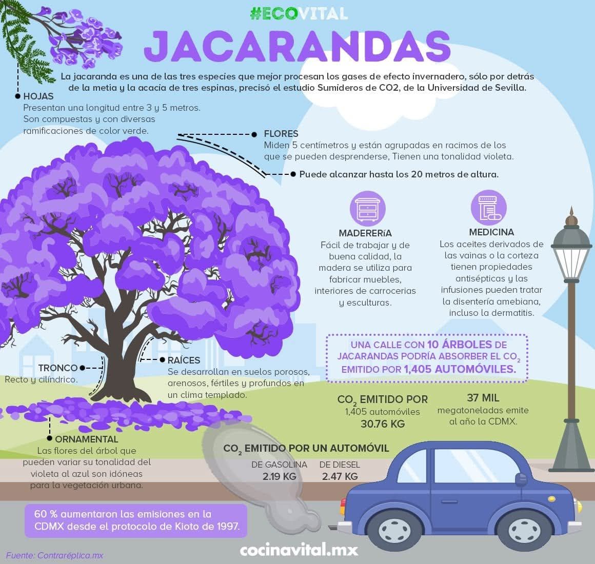 jacaranda