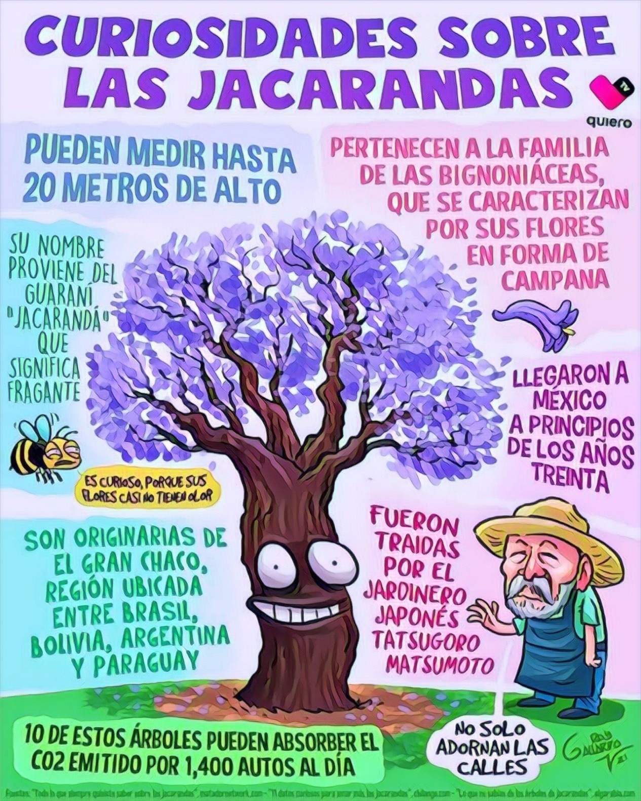 jacaranda