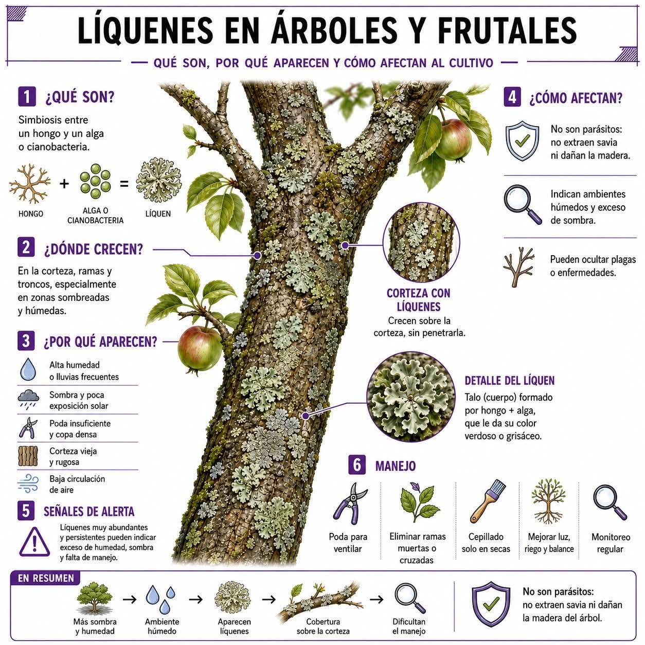 liquenes