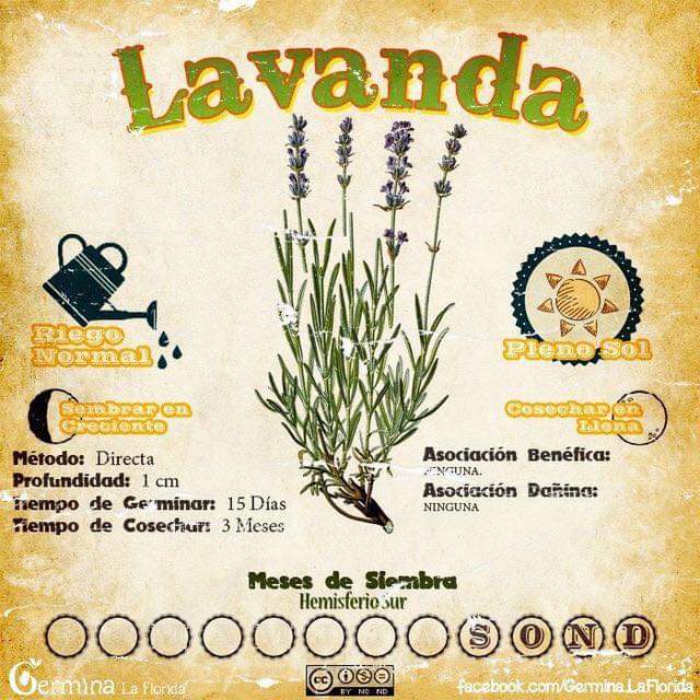lavanda