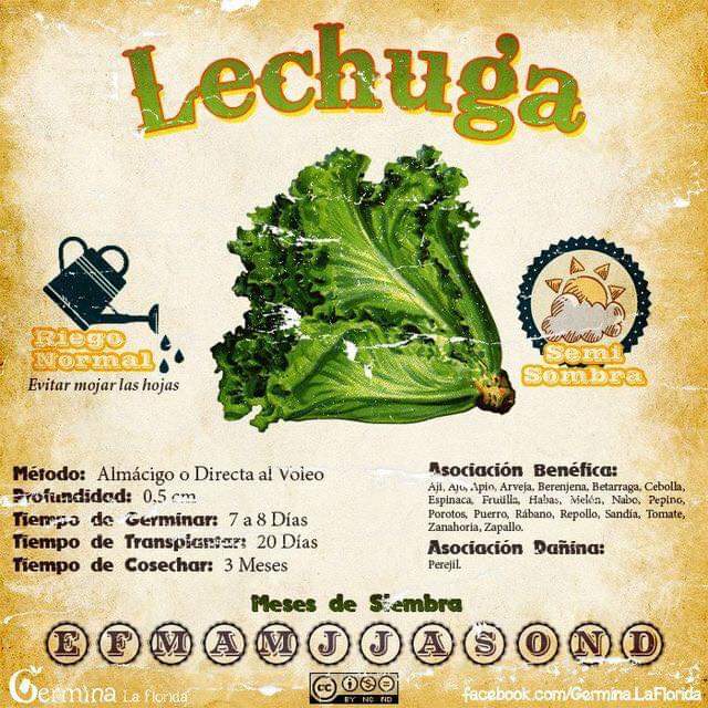 lechuga