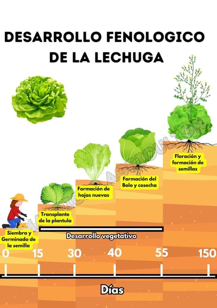 lechuga