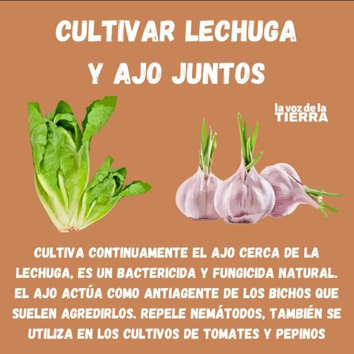 lechuga, ajo