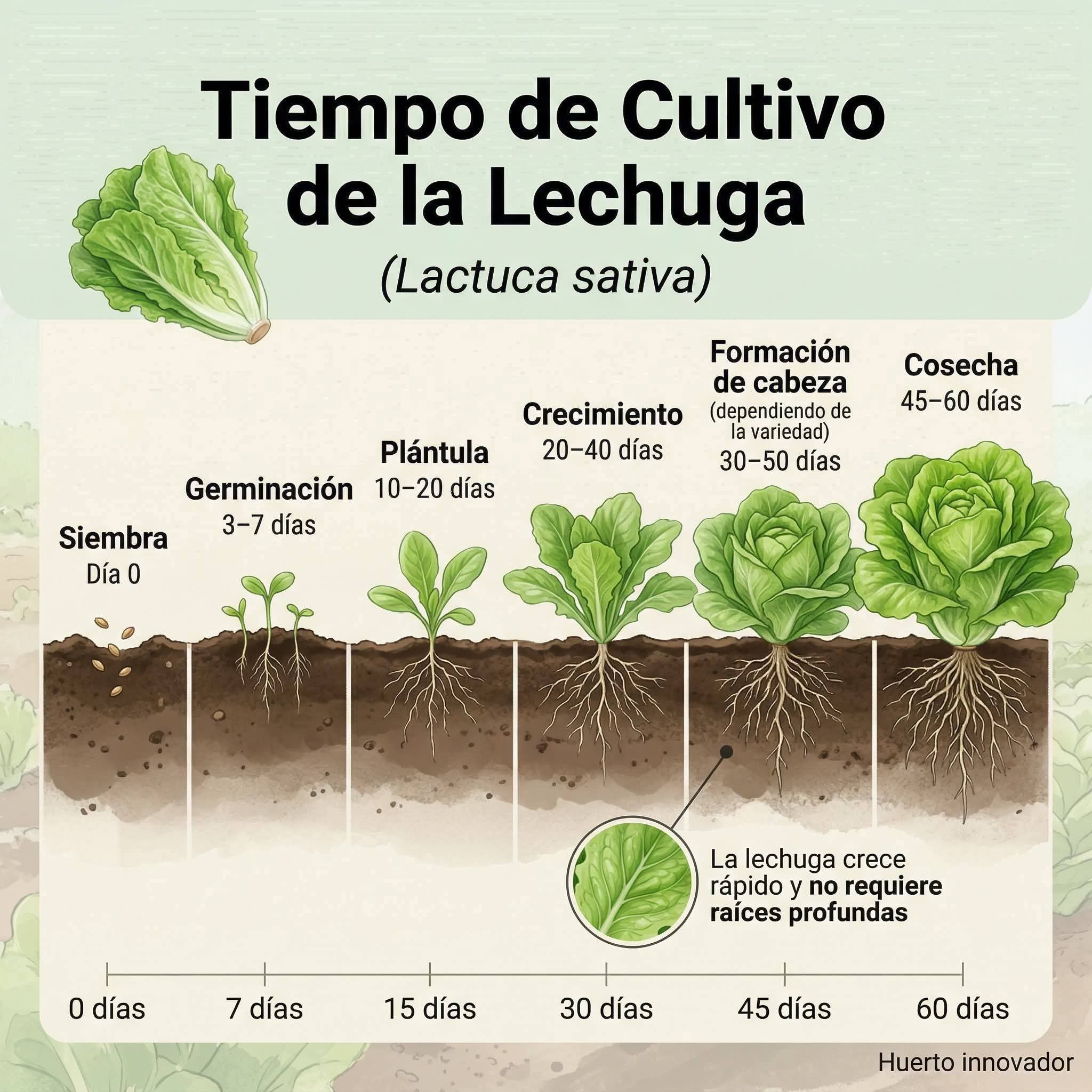 lechuga, tiempo, cultivo