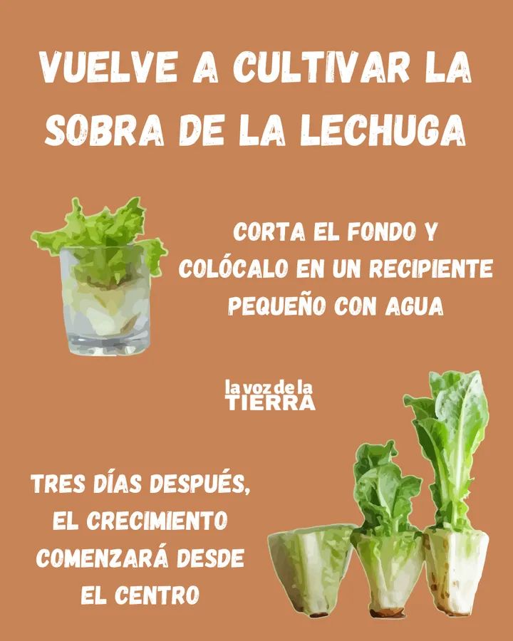 lechuga