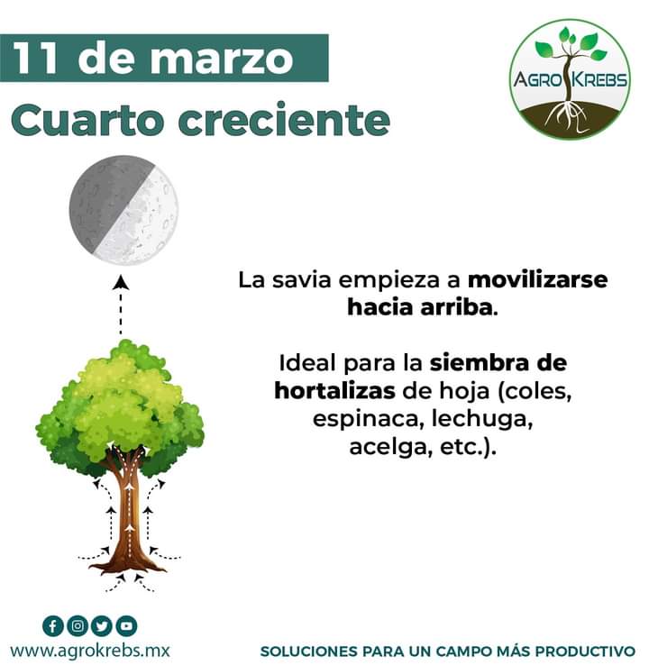 luna, cuarto, creciente