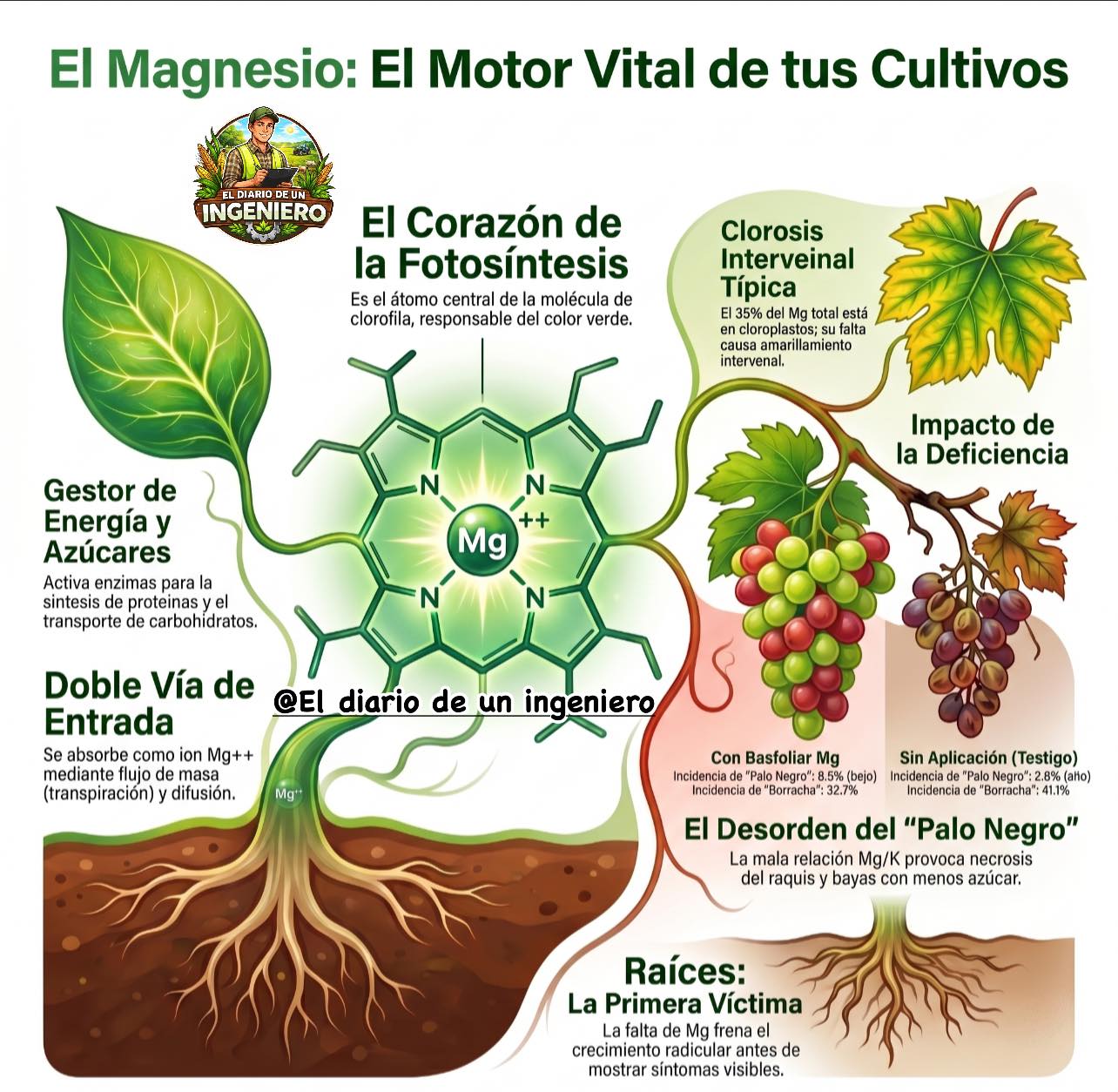 magnesio