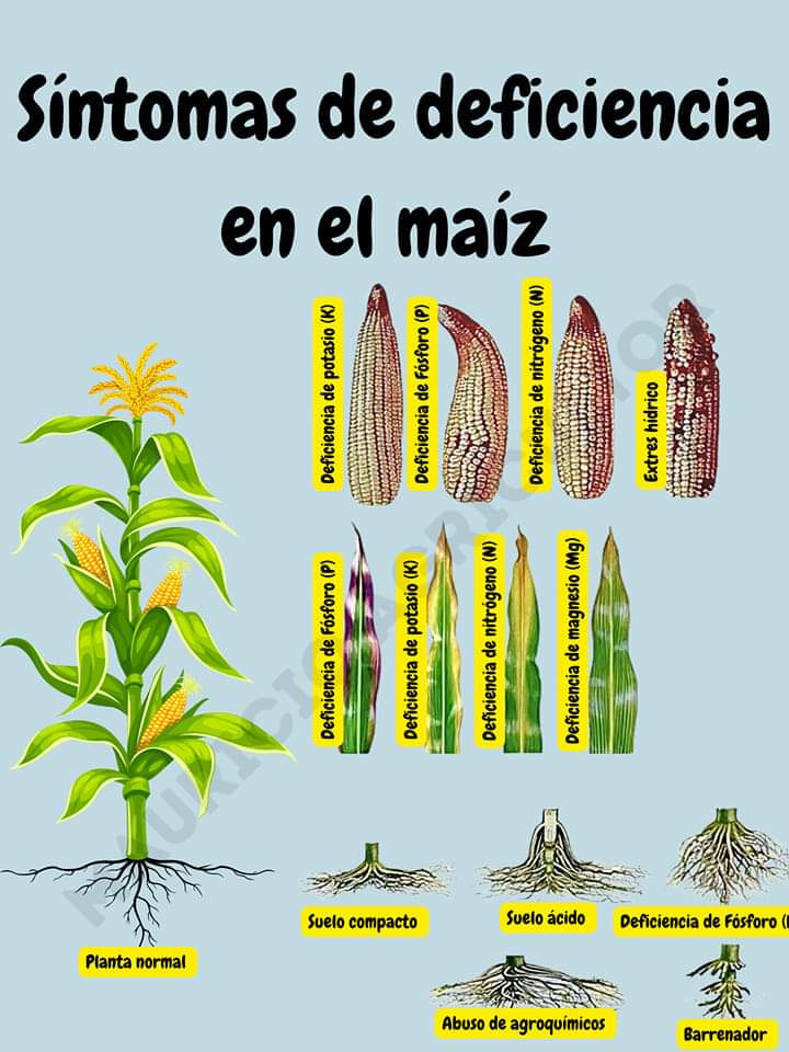 maiz, deficiencias