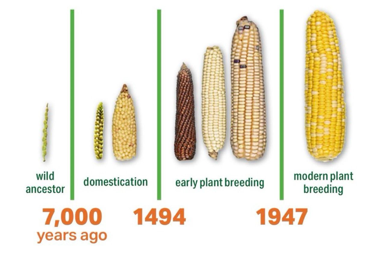 maiz, domesticacion