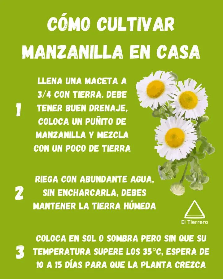 manzanilla