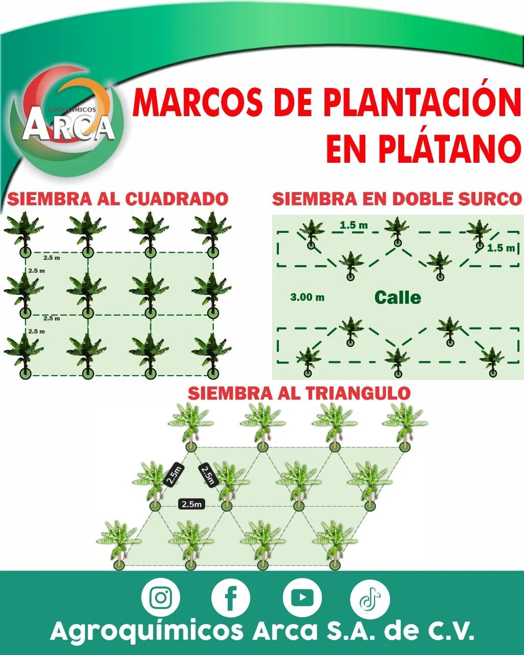 marco, plantacion