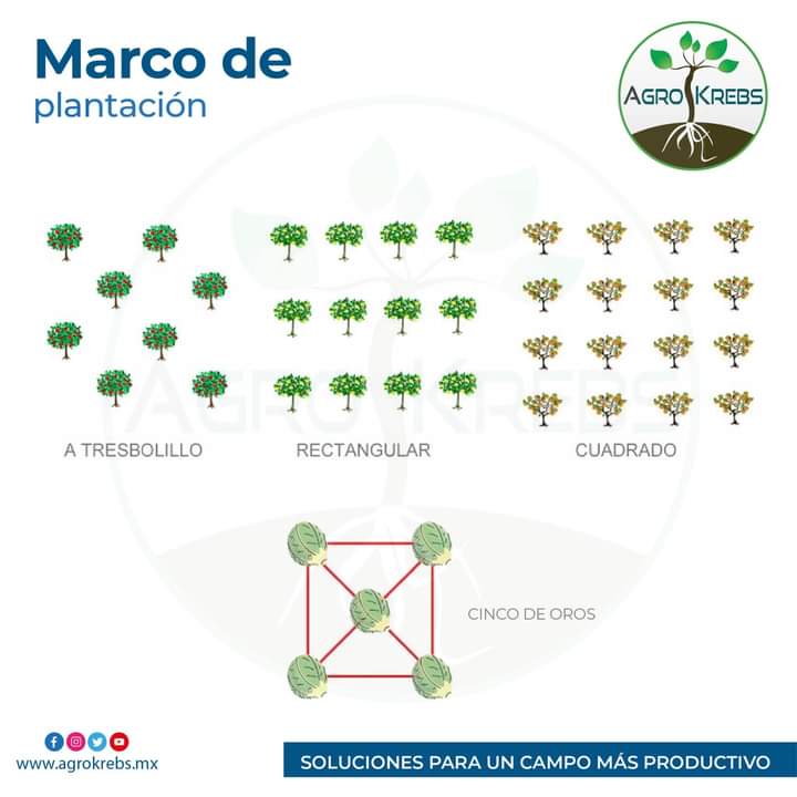 marco, plantacion