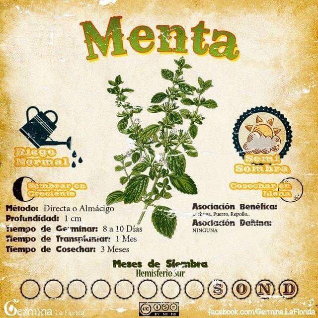 menta