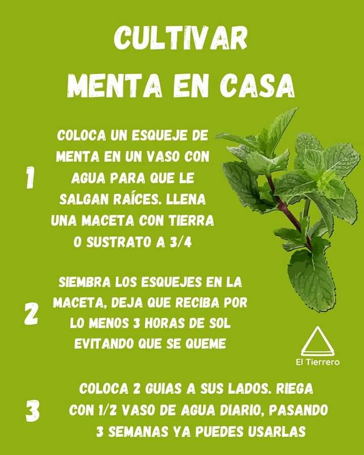menta