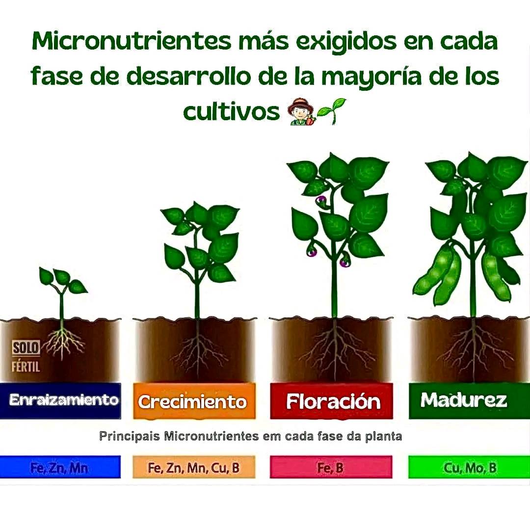micronutrientes