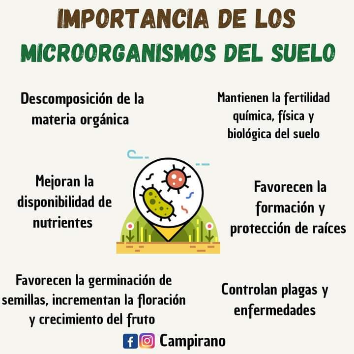 microorganismos