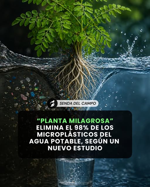 moringa, oleifera, microplasticos