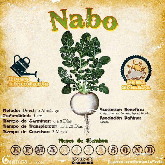 nabo