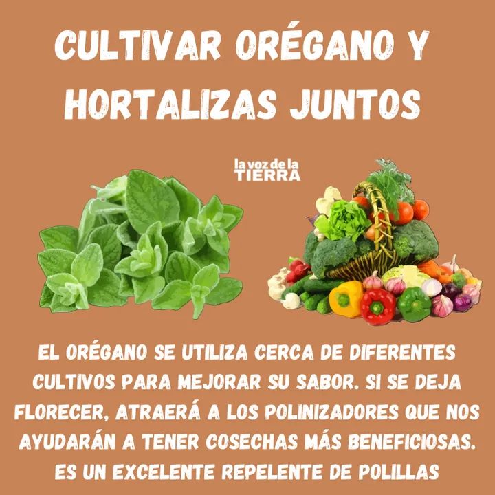 oregano, hortalizas