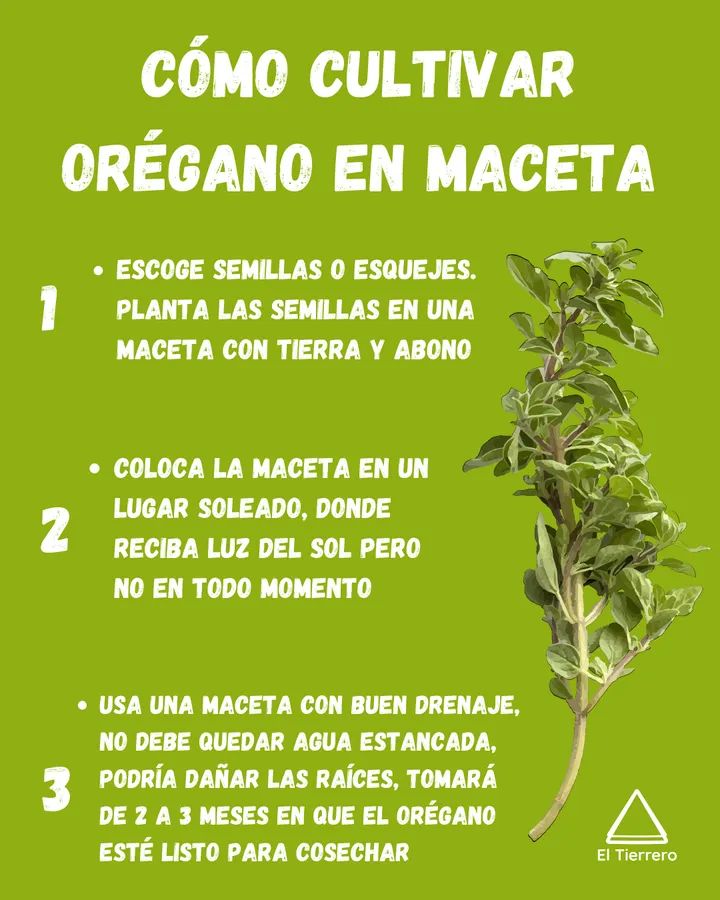 oregano, maceta