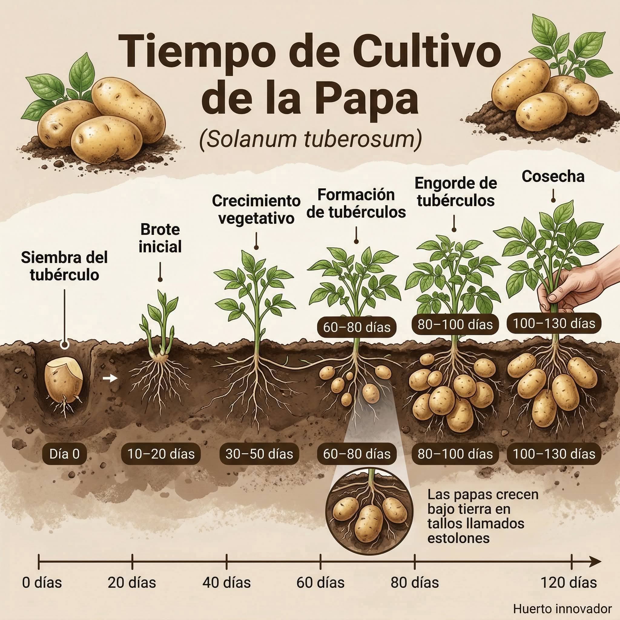 papa, tiempo, cultivo