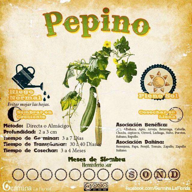 pepino