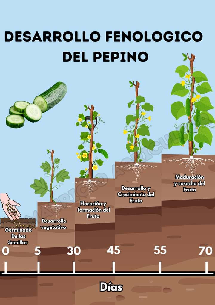 pepino