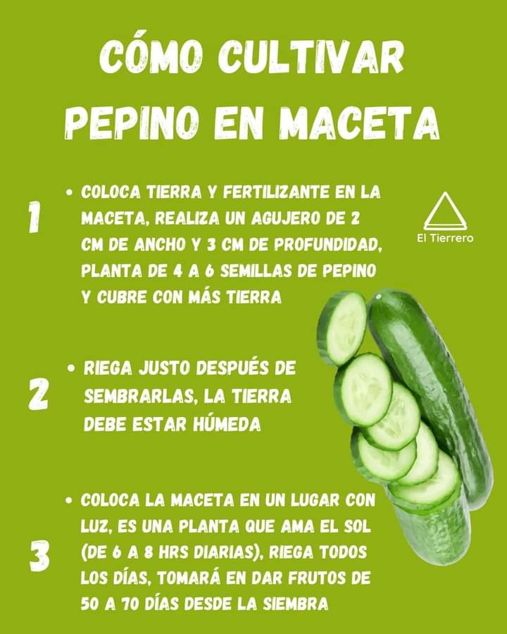 pepino