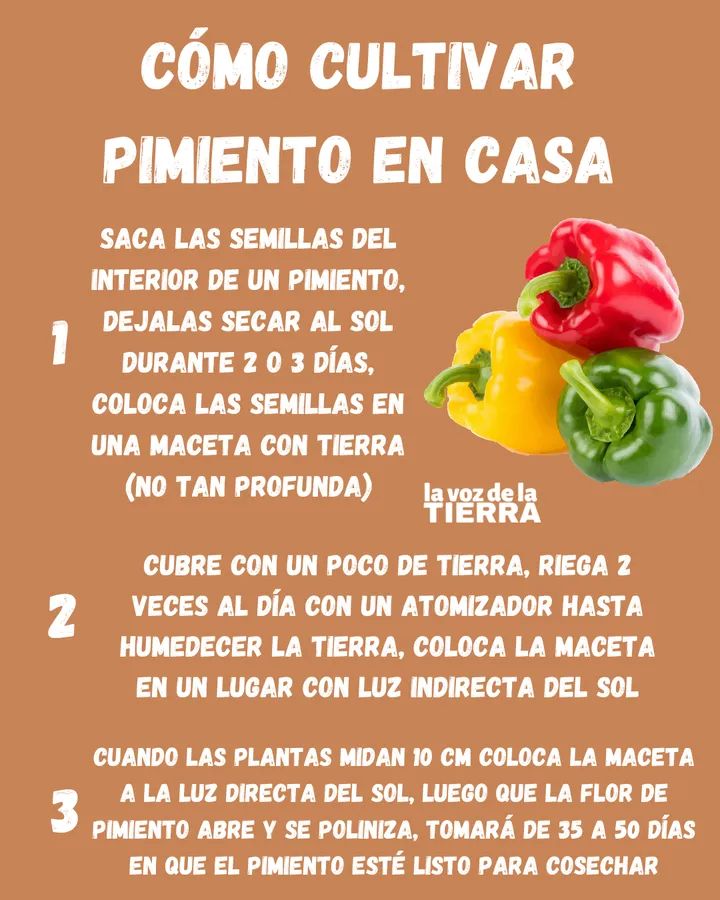 pimiento