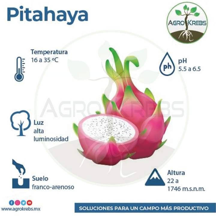 pitahaya