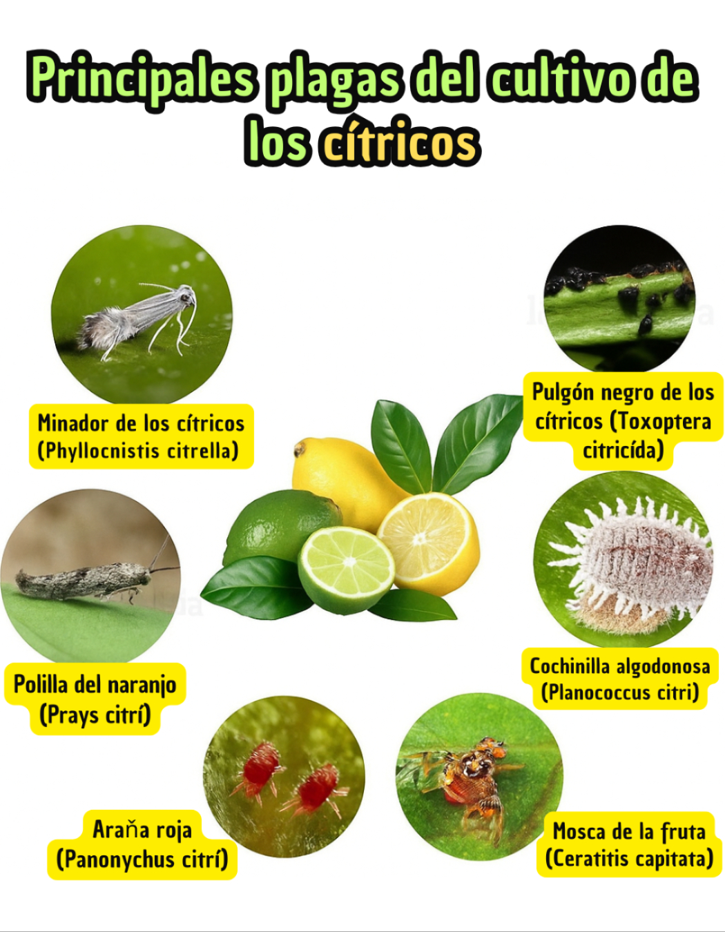 plagas, citricos