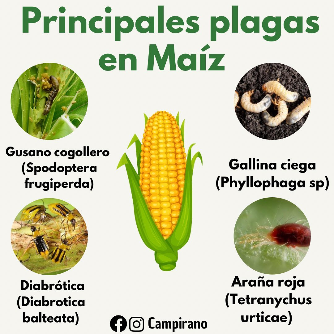 plagas, maiz