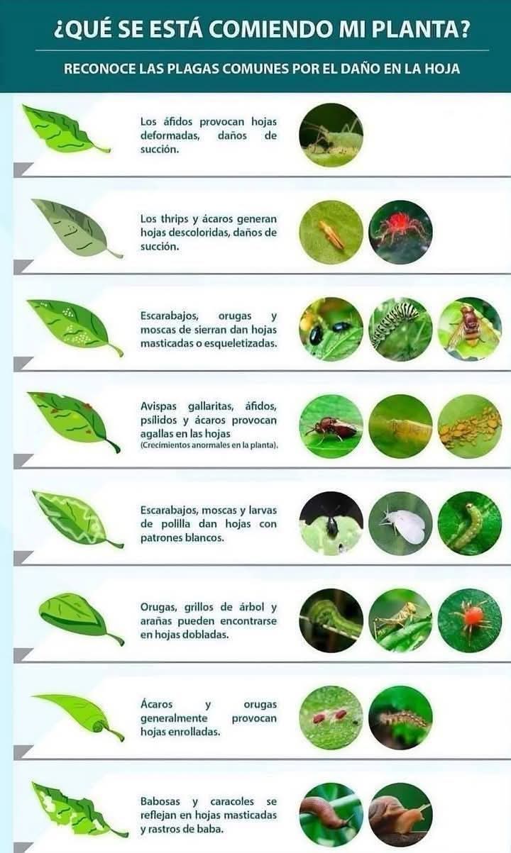 plagas, plantas