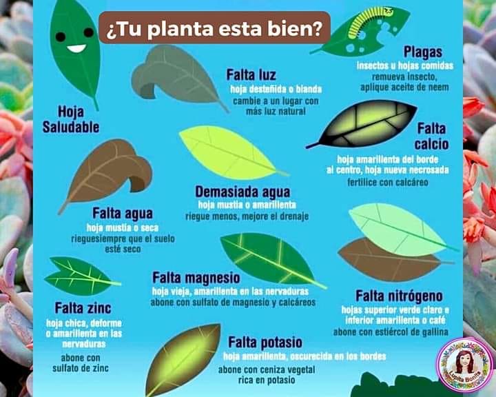 planta, hojas