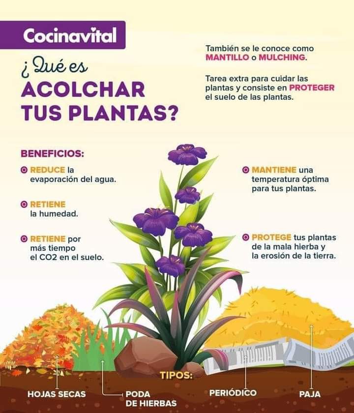 plantas, acolchar