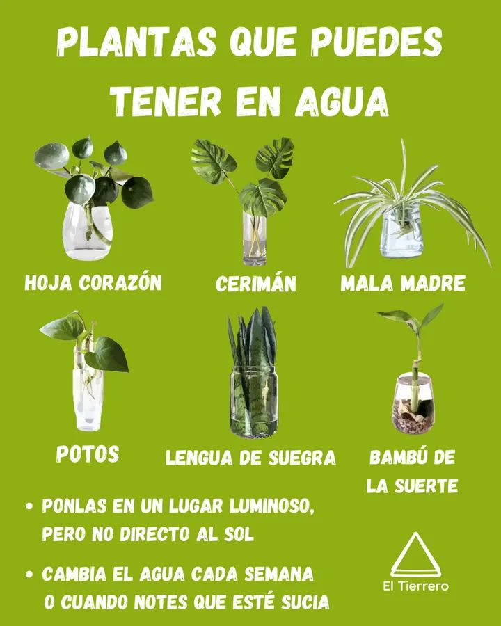 plantas, agua