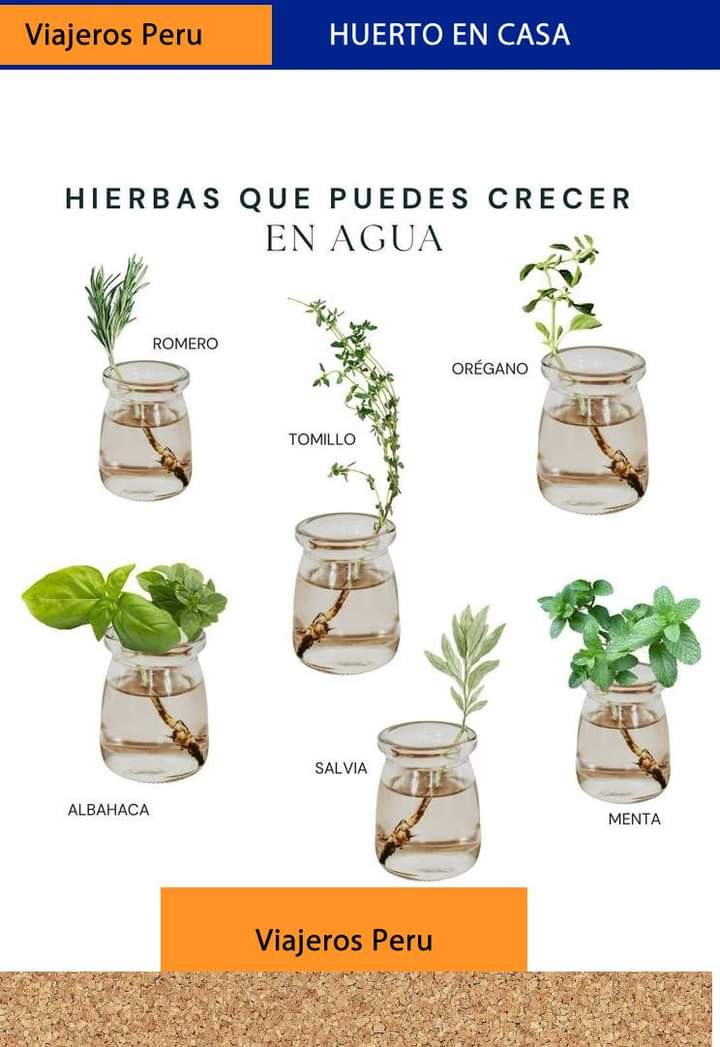 plantas, agua