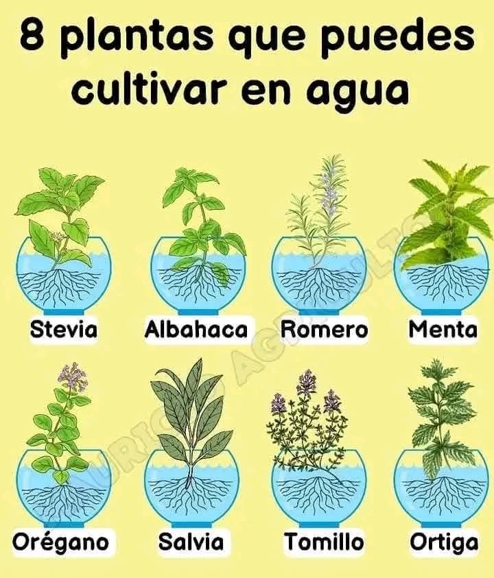 plantas, agua