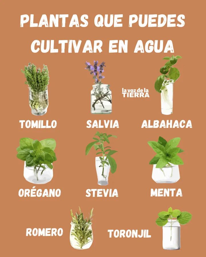 plantas, agua