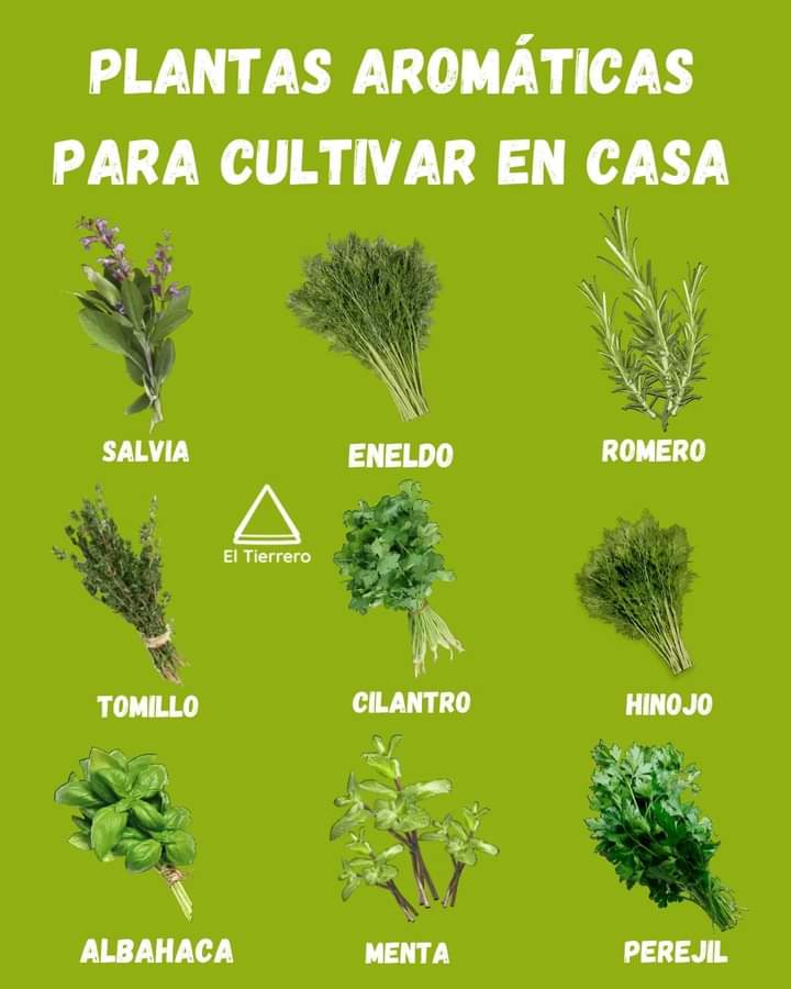 plantas, aromaticas
