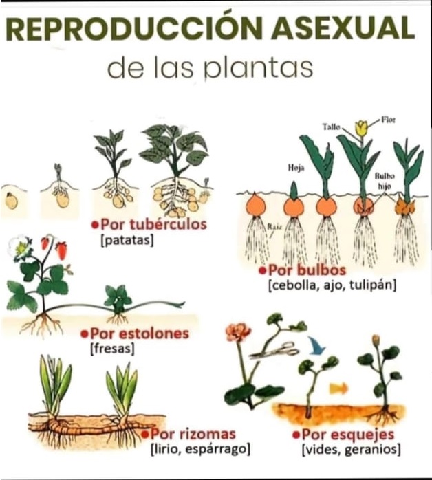 plantas, asexuales