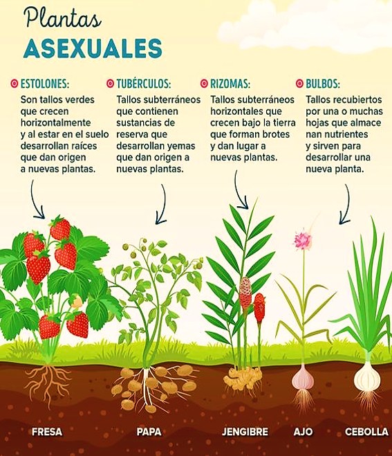 plantas, asexuales