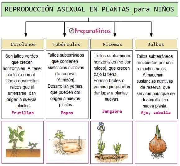 plantas, asexuales