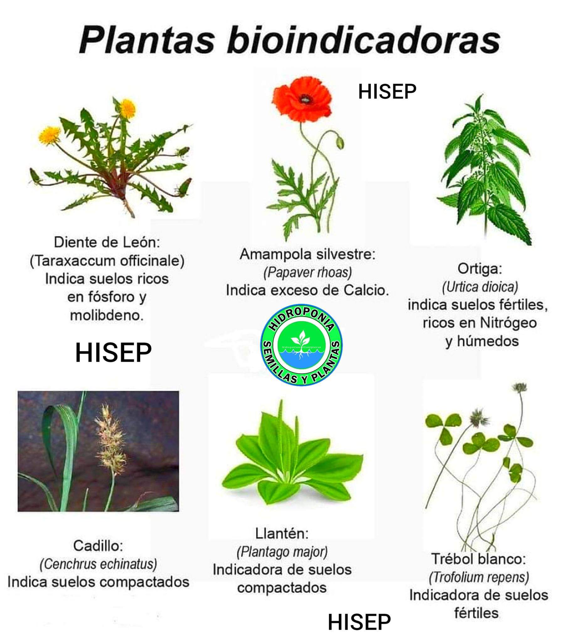 plantas, bioindicadoras
