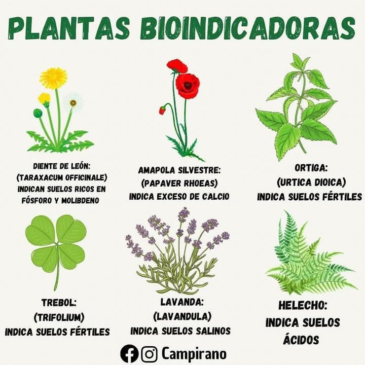 plantas, bioindicadoras