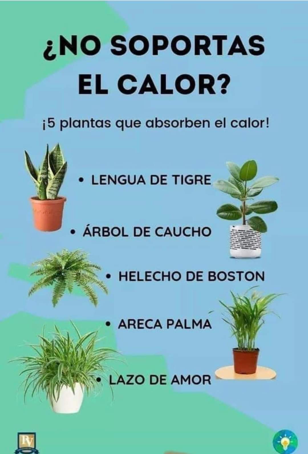 plantas, calor