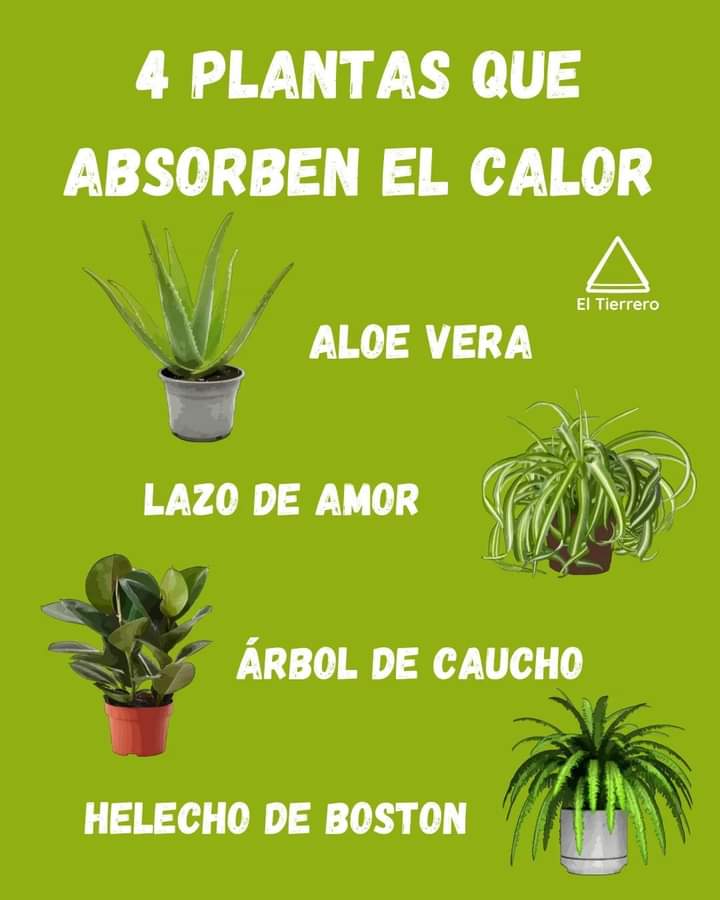 plantas, calor
