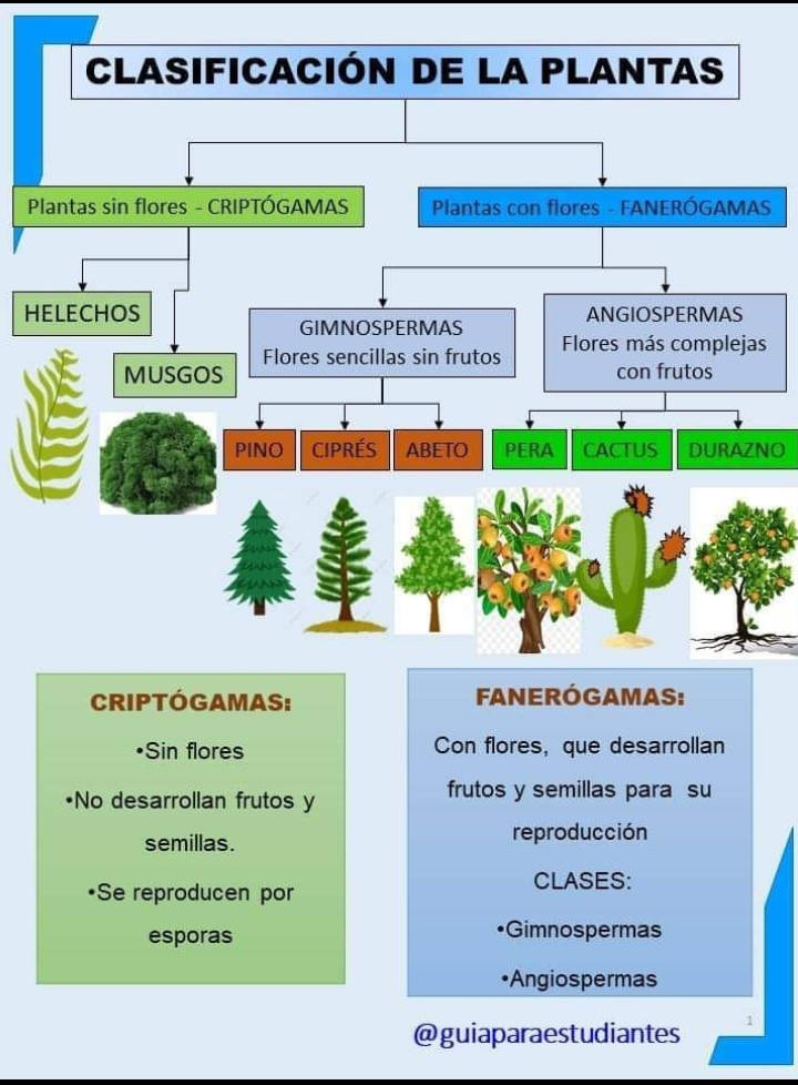 plantas, clasificacion